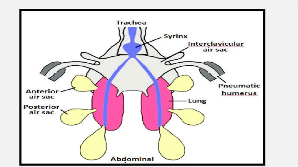 Bird respiratory system By Dr. K. Usha Rani DNR. - slide 4 of 7