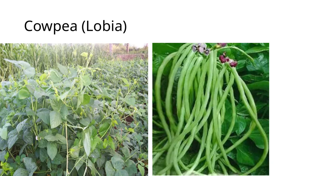 Agronomical Practices for fodder production - slide 11 of 16