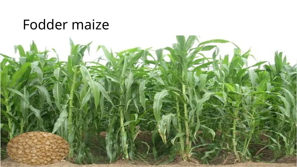 Agronomical Practices for fodder production - slide 8 of 16