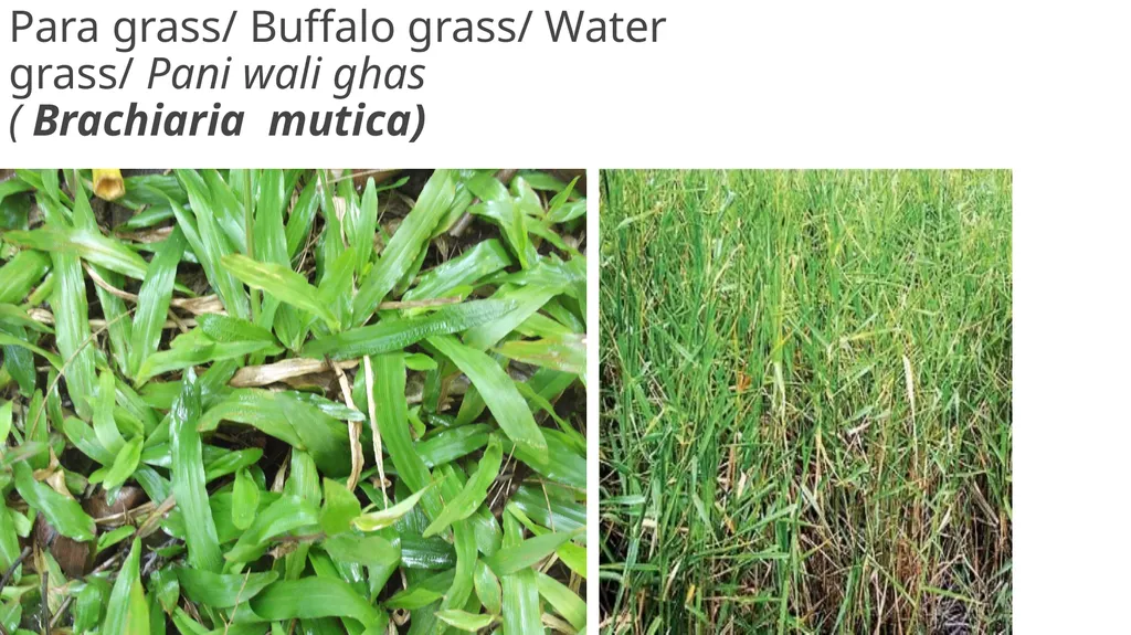 Agronomical Practices for fodder production - slide 12 of 16