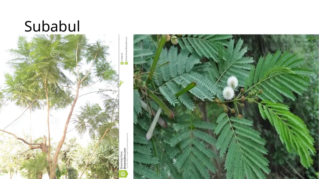 Agronomical Practices for fodder production - slide 14 of 16