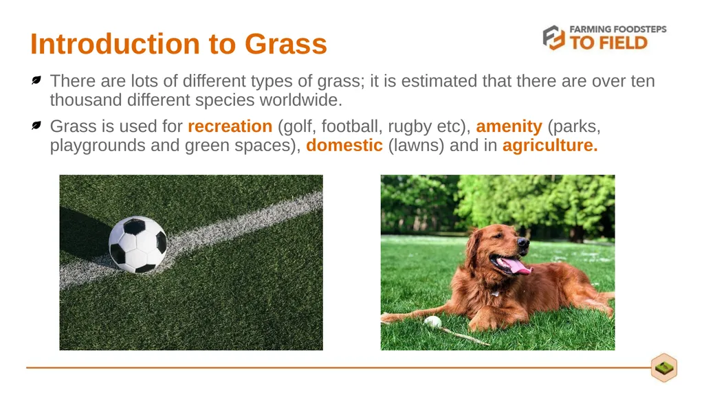 GLORIOUS GRASS (Second Level) This presentation - slide 4 of 19