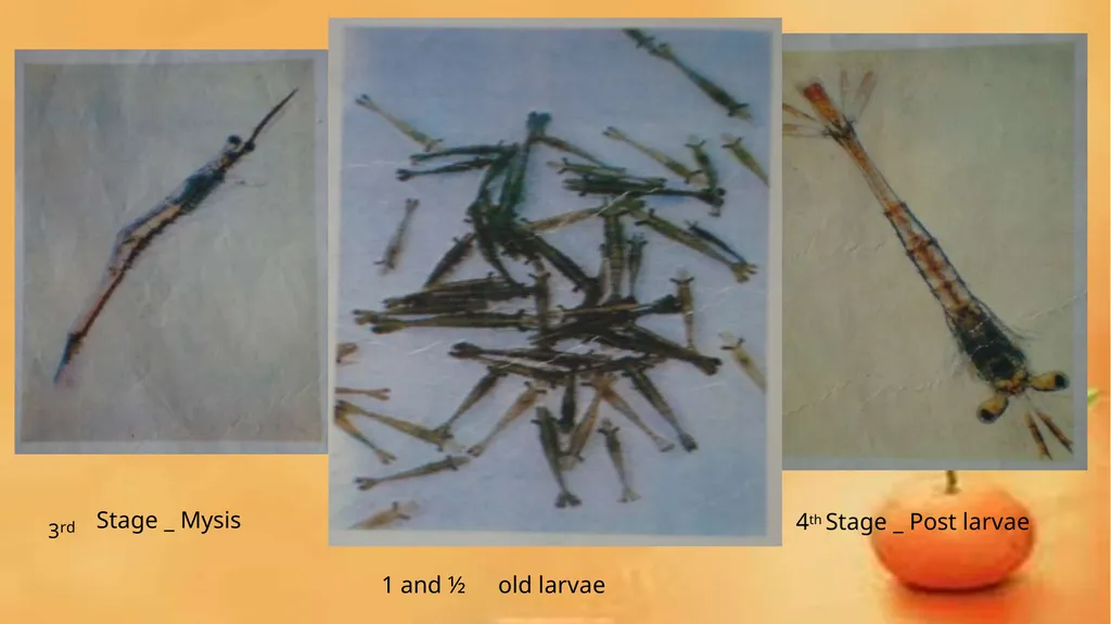 Grow-out culture of Penaeus monodon Mr. Bhartendu - slide 9 of 64
