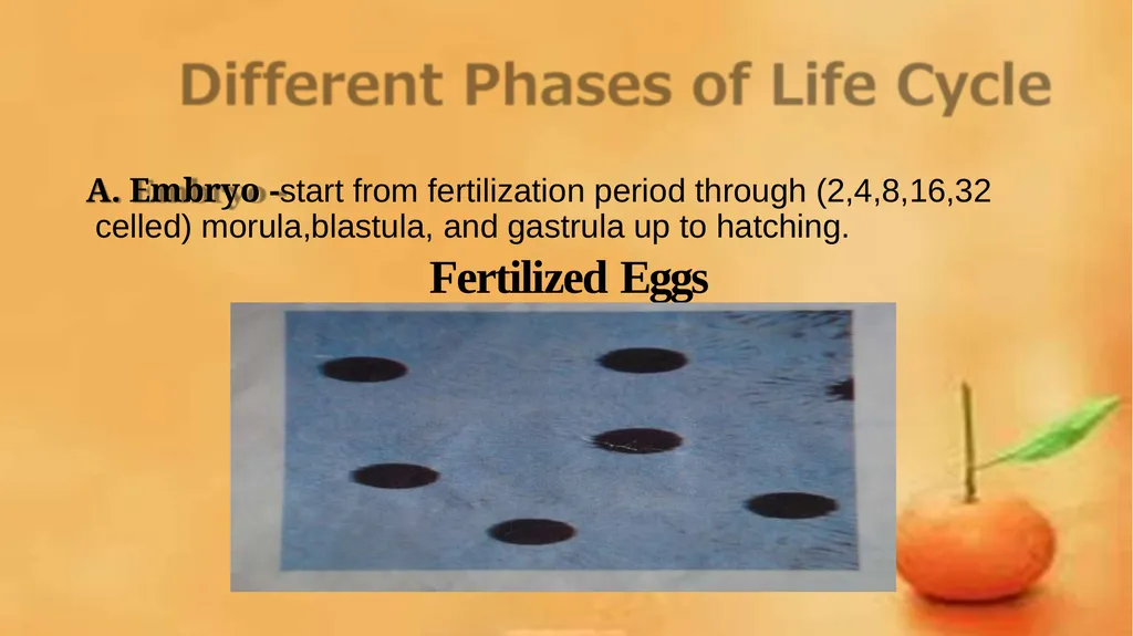 Grow-out culture of Penaeus monodon Mr. Bhartendu - slide 7 of 64