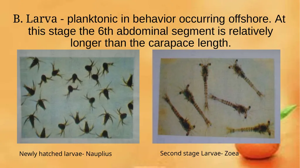 Grow-out culture of Penaeus monodon Mr. Bhartendu - slide 8 of 64