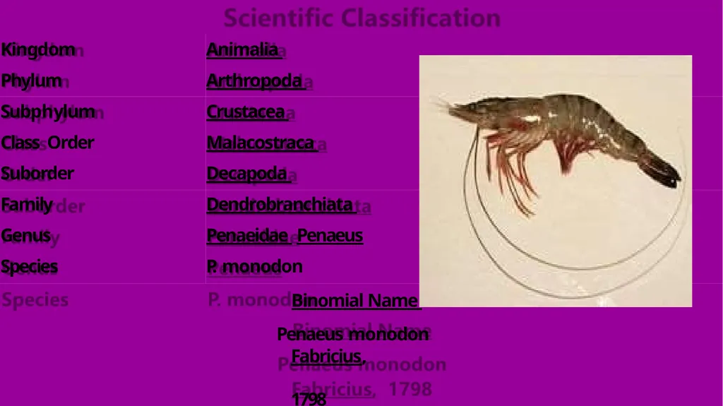 Grow-out culture of Penaeus monodon Mr. Bhartendu - slide 3 of 64