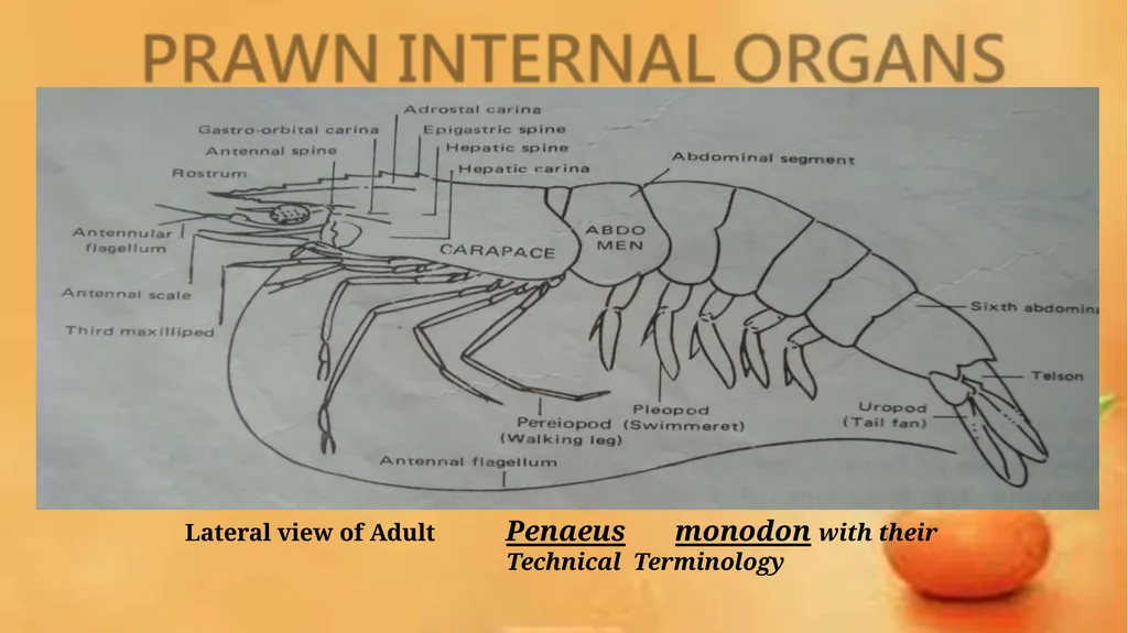 Grow-out culture of Penaeus monodon Mr. Bhartendu - slide 14 of 64