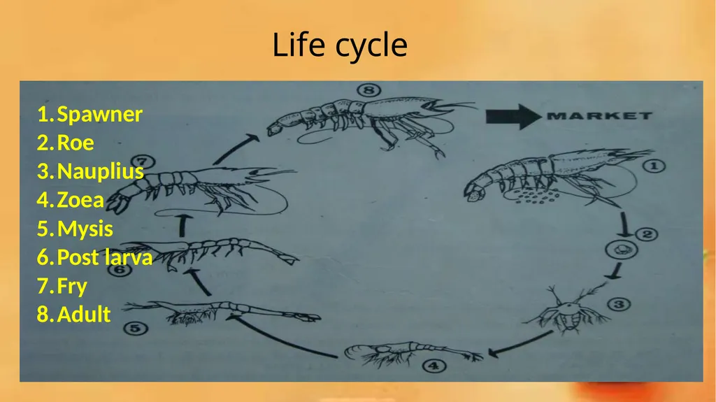 Grow-out culture of Penaeus monodon Mr. Bhartendu - slide 12 of 64