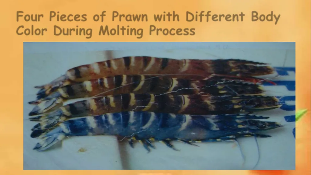 Grow-out culture of Penaeus monodon Mr. Bhartendu - slide 16 of 64