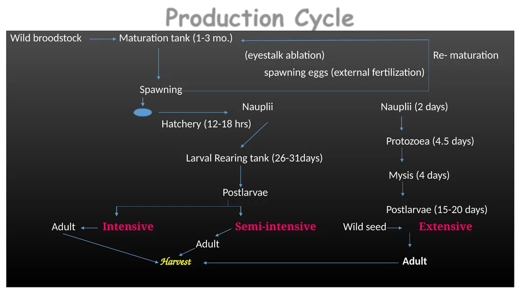 Grow-out culture of Penaeus monodon Mr. Bhartendu - slide 5 of 64
