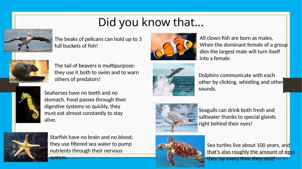 Marine Creatures Memory Game Age Group: Junior and - slide 4 of 5