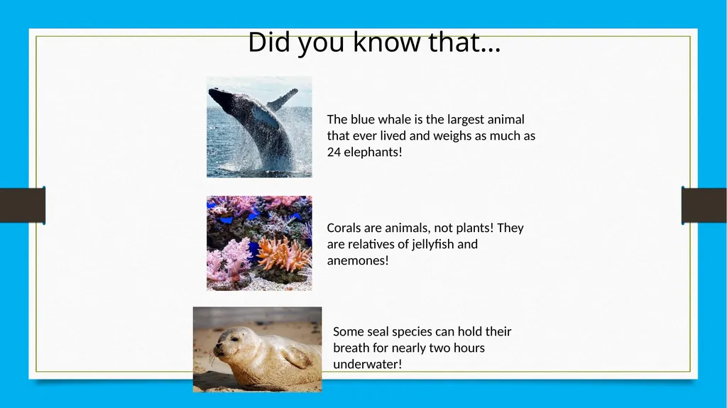Marine Creatures Memory Game Age Group: Junior and - slide 5 of 5