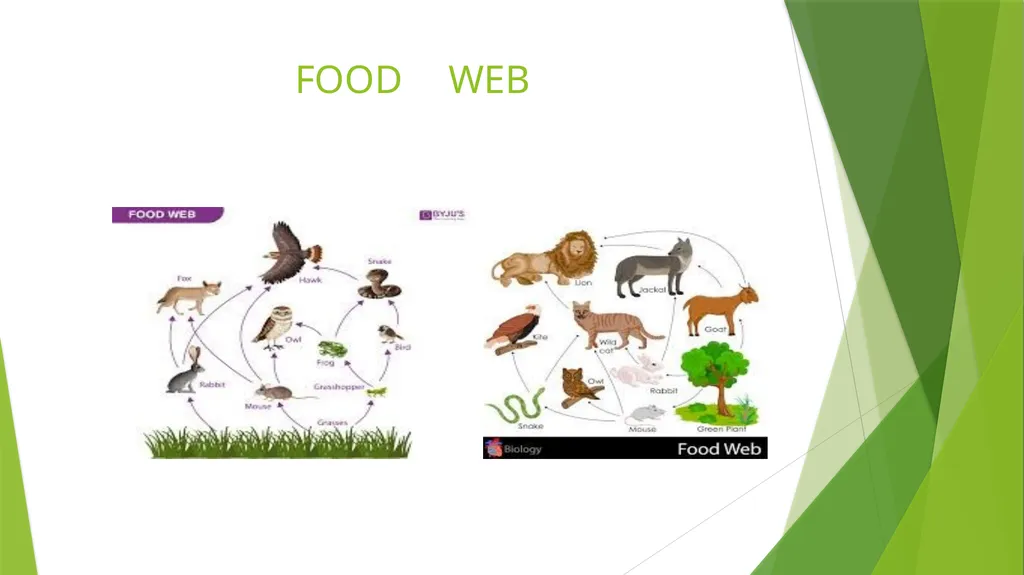 What is an Ecosystem? Structure and Function of - slide 12 of 14