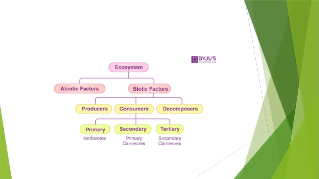 What is an Ecosystem? Structure and Function of - slide 4 of 14