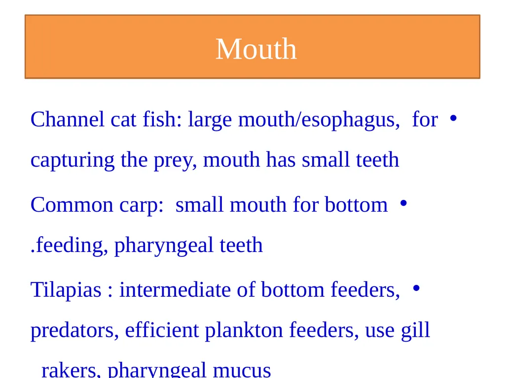 Fish nutrition in aquaculture Fish nutrition in - slide 7 of 19