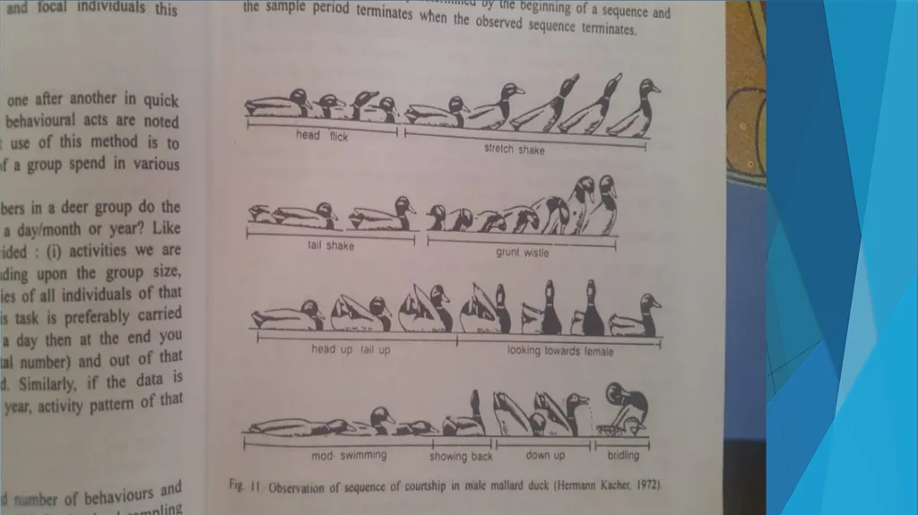 Methods Of Studying Animal_Behaviour [IN FIELD - slide 9 of 13