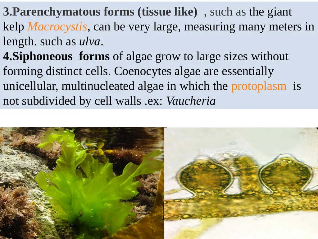 Algae An alga (singular for algae) is a plant-like - slide 22 of 37