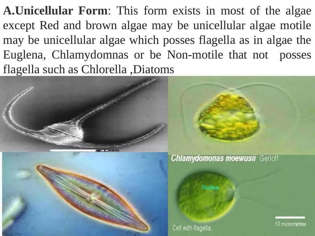 Algae An alga (singular for algae) is a plant-like - slide 15 of 37