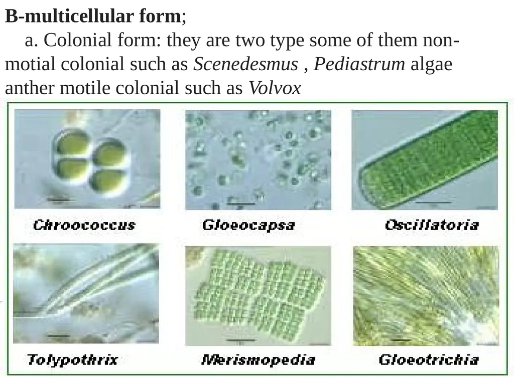 Algae An alga (singular for algae) is a plant-like - slide 20 of 37