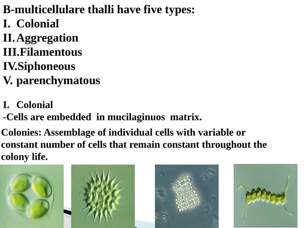 Algae An alga (singular for algae) is a plant-like - slide 16 of 37