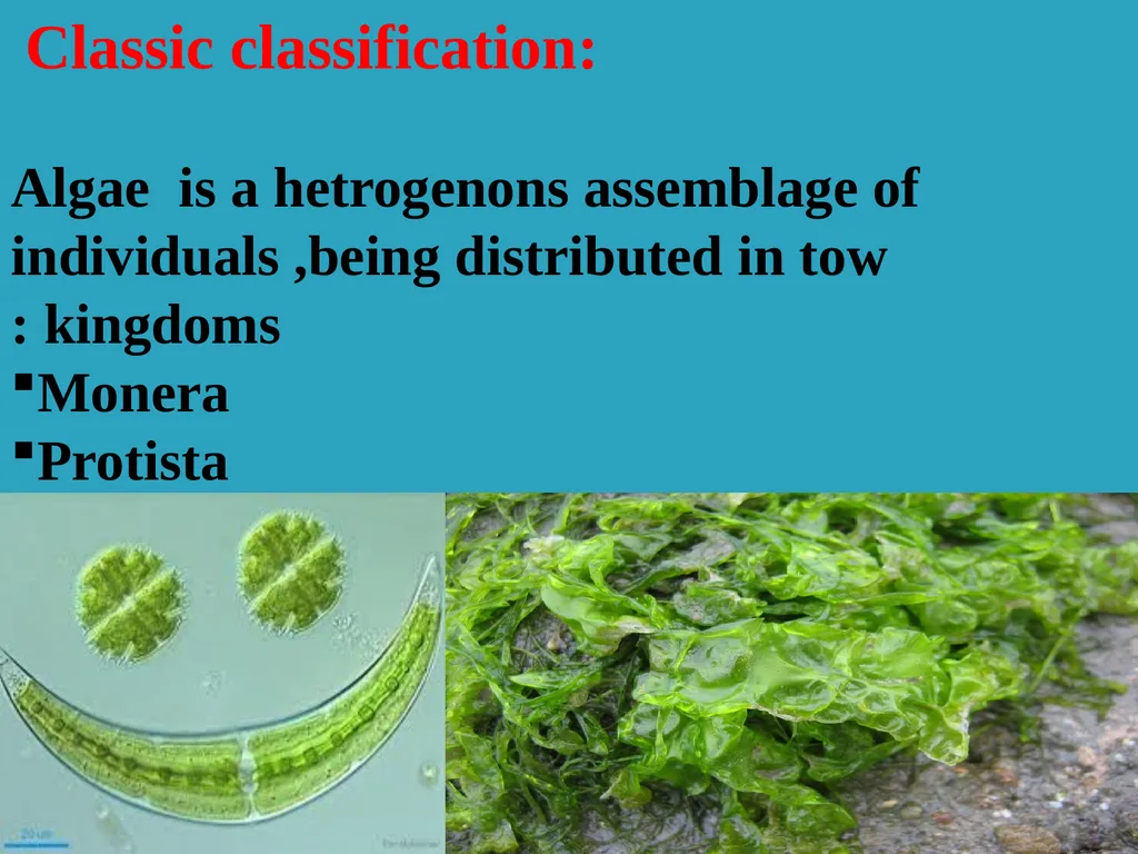 Algae An alga (singular for algae) is a plant-like - slide 4 of 37
