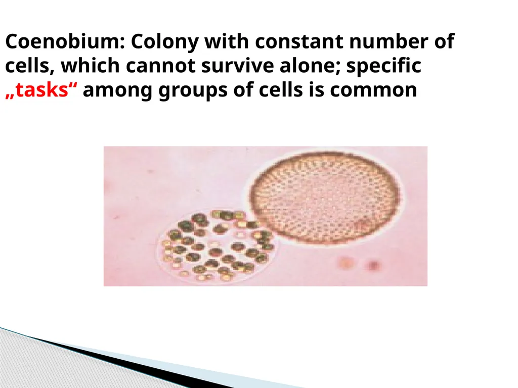 Algae An alga (singular for algae) is a plant-like - slide 17 of 37
