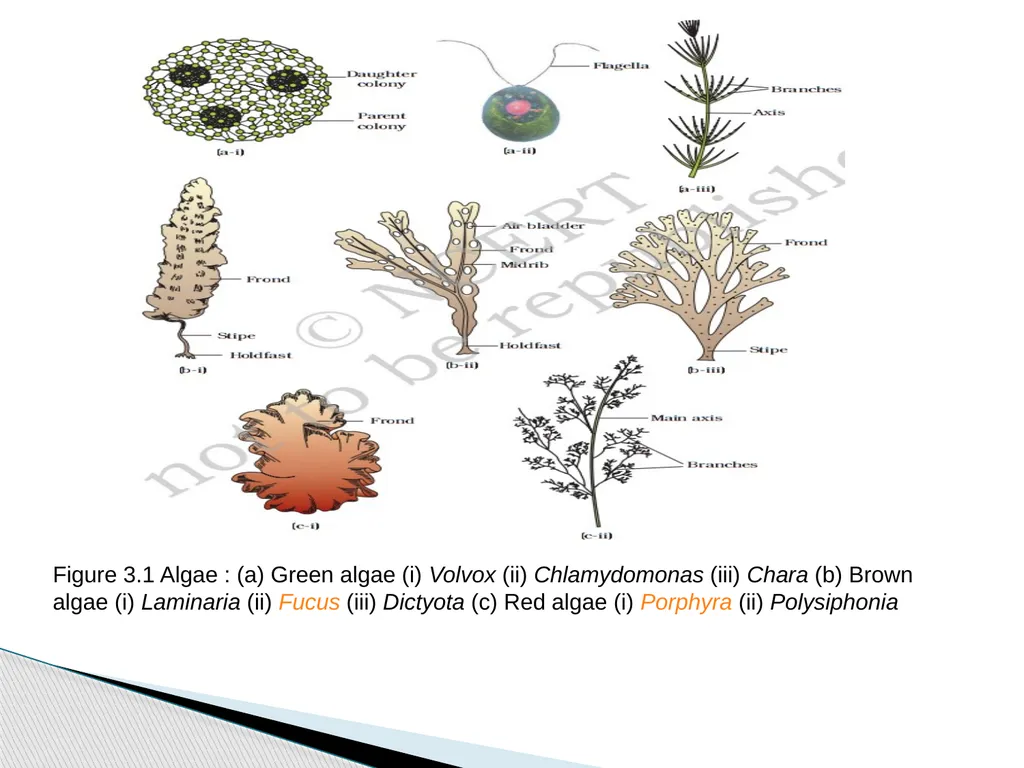 Algae An alga (singular for algae) is a plant-like - slide 37 of 37