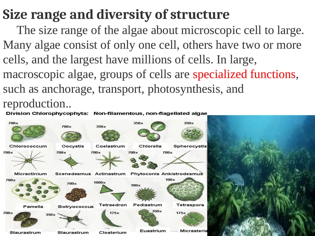 Algae An alga (singular for algae) is a plant-like - slide 13 of 37