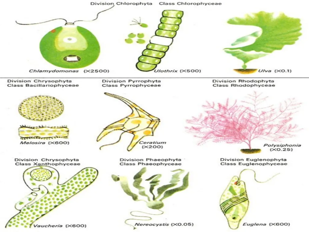 Algae An alga (singular for algae) is a plant-like - slide 14 of 37