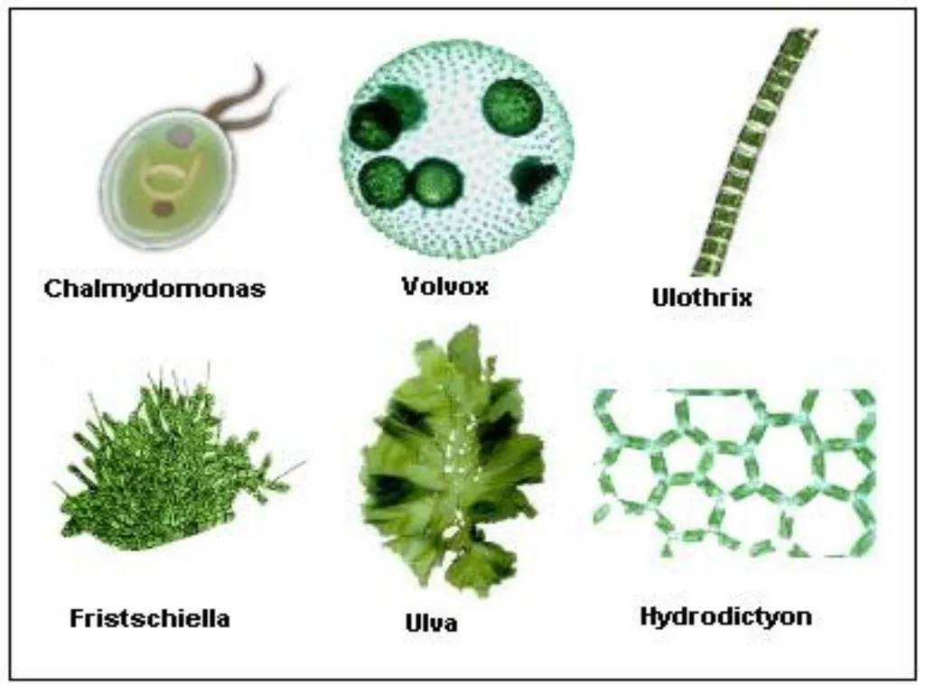 Algae An alga (singular for algae) is a plant-like - slide 24 of 37