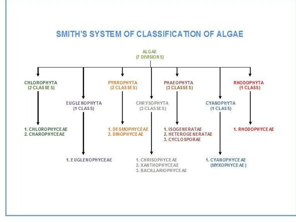 Algae An alga (singular for algae) is a plant-like - slide 32 of 37