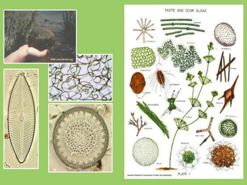 Algae An alga (singular for algae) is a plant-like - slide 9 of 37