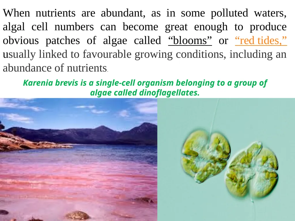Algae An alga (singular for algae) is a plant-like - slide 12 of 37