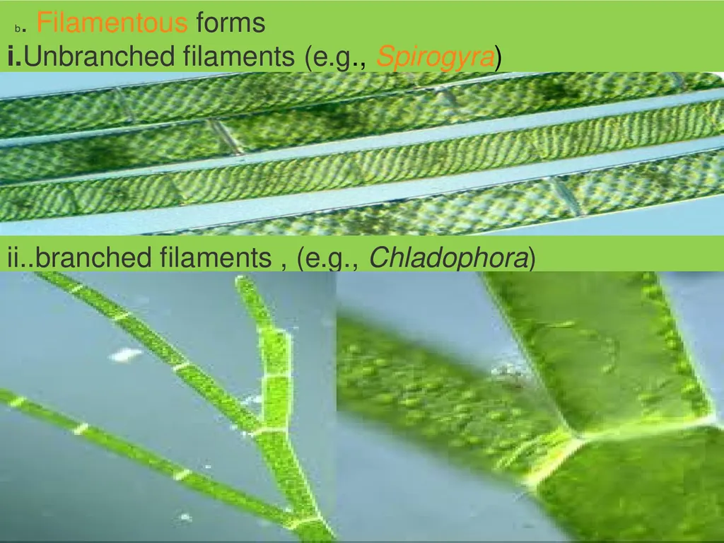 Algae An alga (singular for algae) is a plant-like - slide 21 of 37