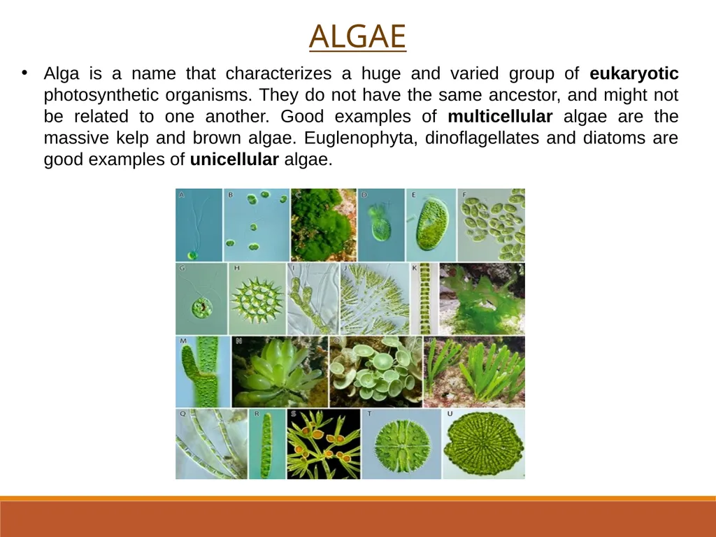INTRODUCTION TO ALGAE Sukanya Sarma Assistant - slide 2 of 8