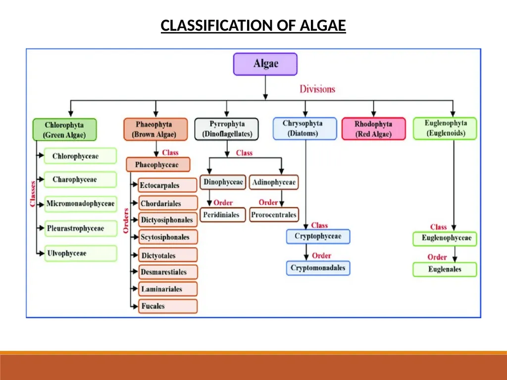 INTRODUCTION TO ALGAE Sukanya Sarma Assistant - slide 6 of 8