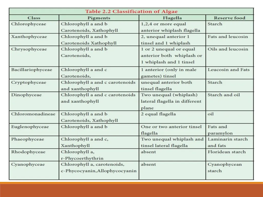 INTRODUCTION TO ALGAE Sukanya Sarma Assistant - slide 7 of 8