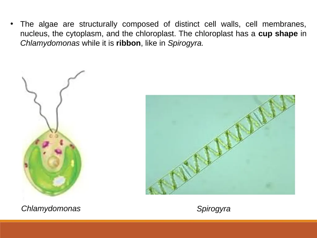 INTRODUCTION TO ALGAE Sukanya Sarma Assistant - slide 4 of 8