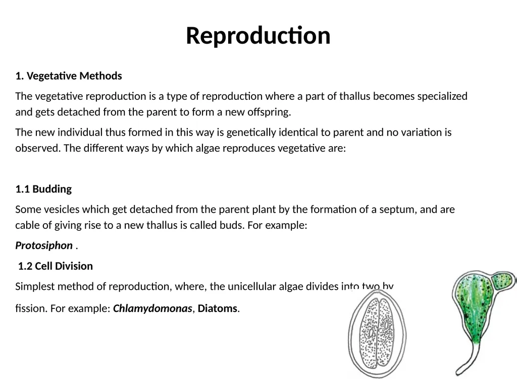 3rd Lecturer Phycology Reproduction Algae - slide 3 of 20