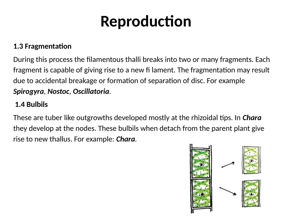 3rd Lecturer Phycology Reproduction Algae - slide 4 of 20