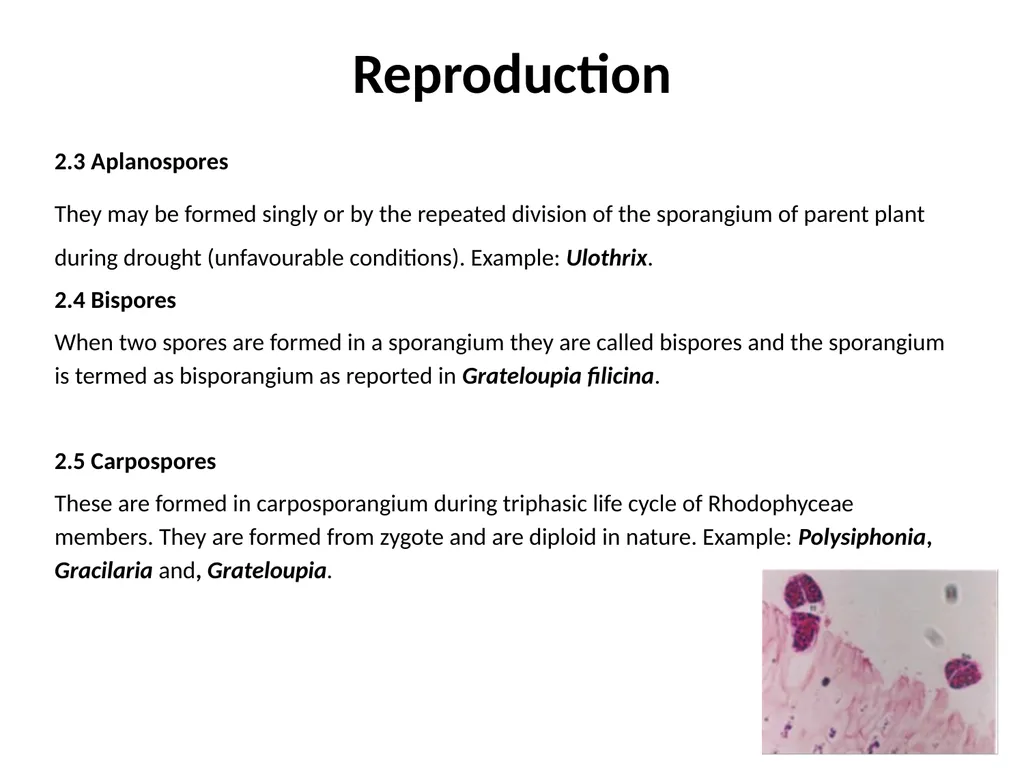 3rd Lecturer Phycology Reproduction Algae - slide 7 of 20
