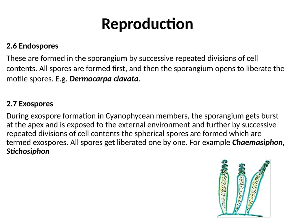 3rd Lecturer Phycology Reproduction Algae - slide 8 of 20