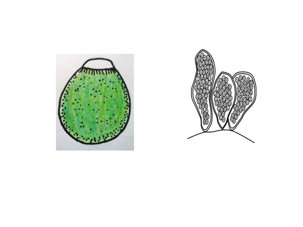 3rd Lecturer Phycology Reproduction Algae - slide 11 of 20