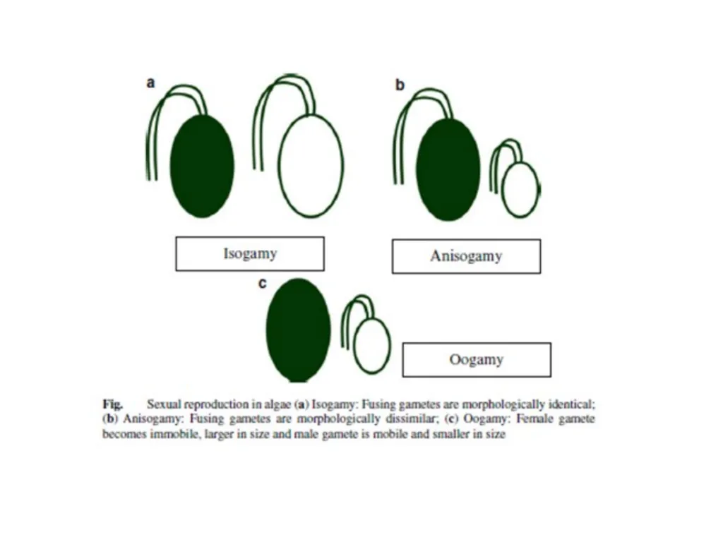 3rd Lecturer Phycology Reproduction Algae - slide 14 of 20
