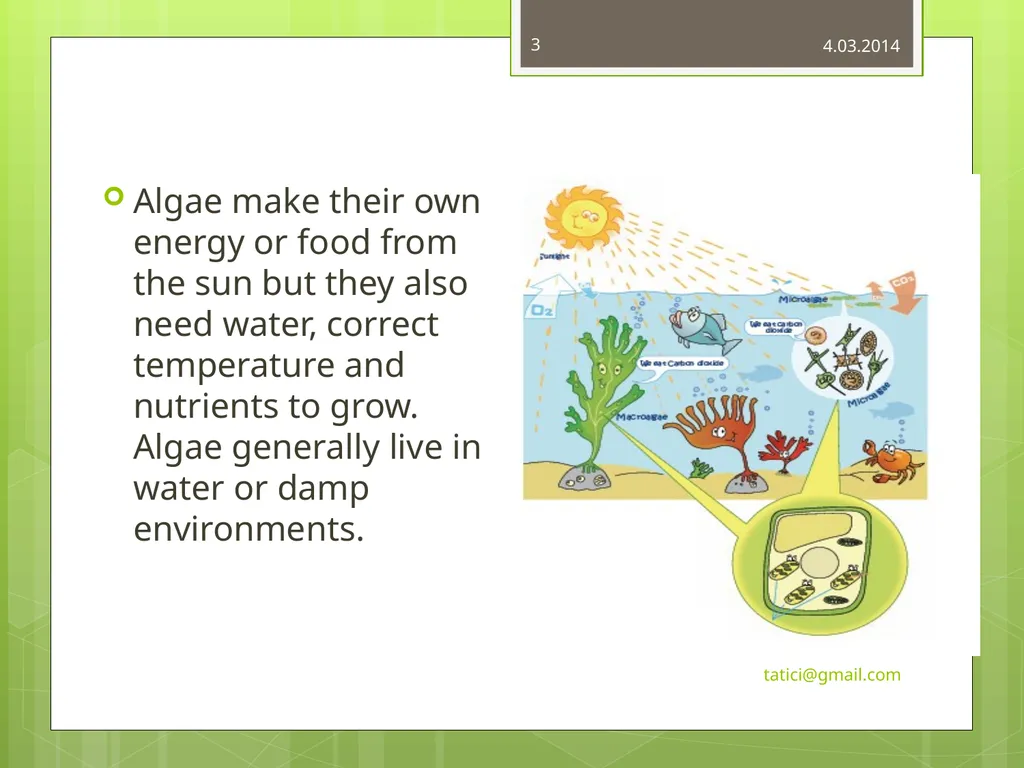 Introduction to Commercially Important - slide 3 of 22