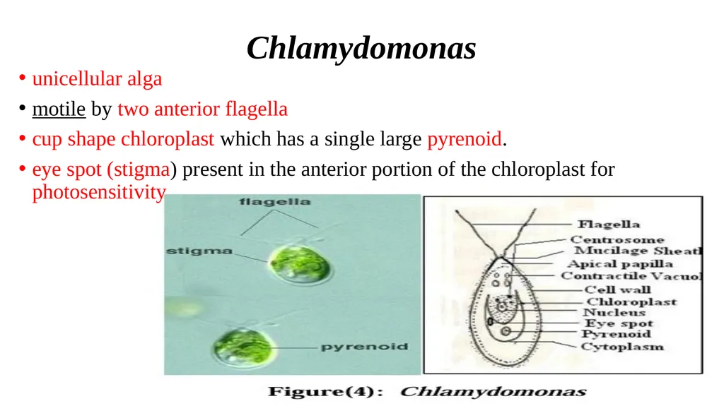 green algae( Division: chlorophyta ) Class: - slide 3 of 8