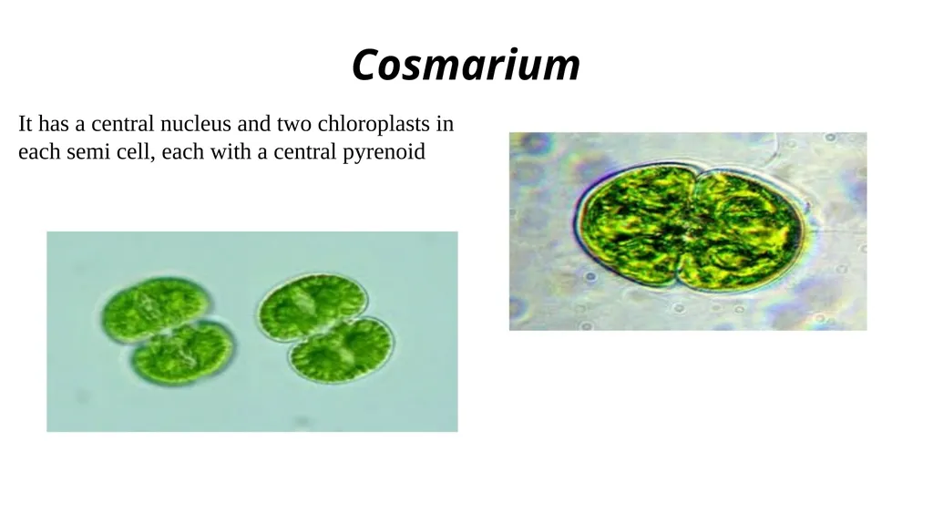 green algae( Division: chlorophyta ) Class: - slide 8 of 8