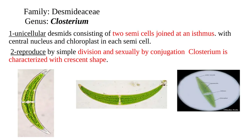 green algae( Division: chlorophyta ) Class: - slide 7 of 8
