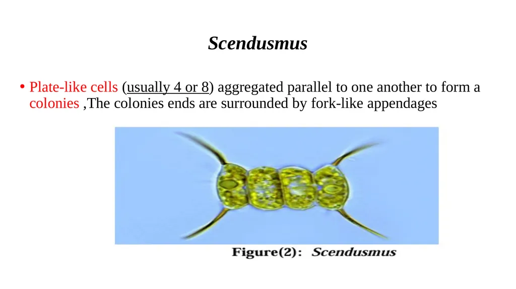 green algae( Division: chlorophyta ) Class: - slide 6 of 8