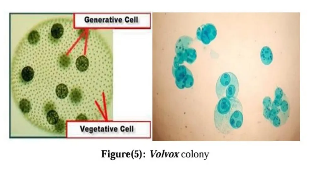 green algae( Division: chlorophyta ) Class: - slide 5 of 8